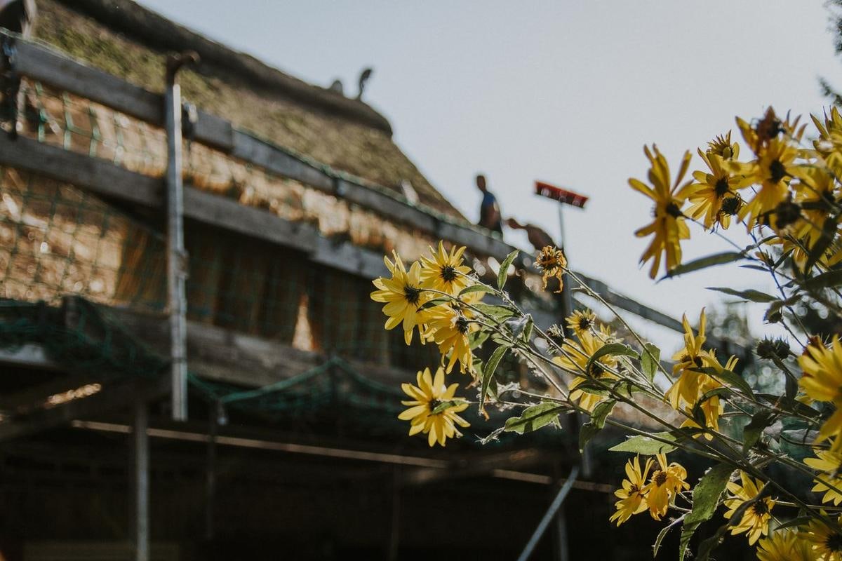 Gelbe Blüten im Vordergrund, dahinter Gerüst am Reetdach.