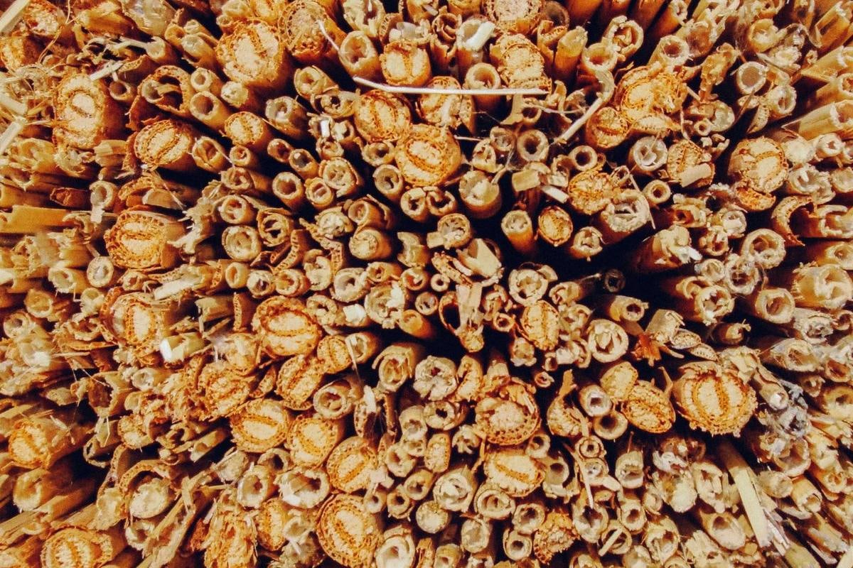 Gebündelte Reethalme mit leuchtenden Schnittflächen.