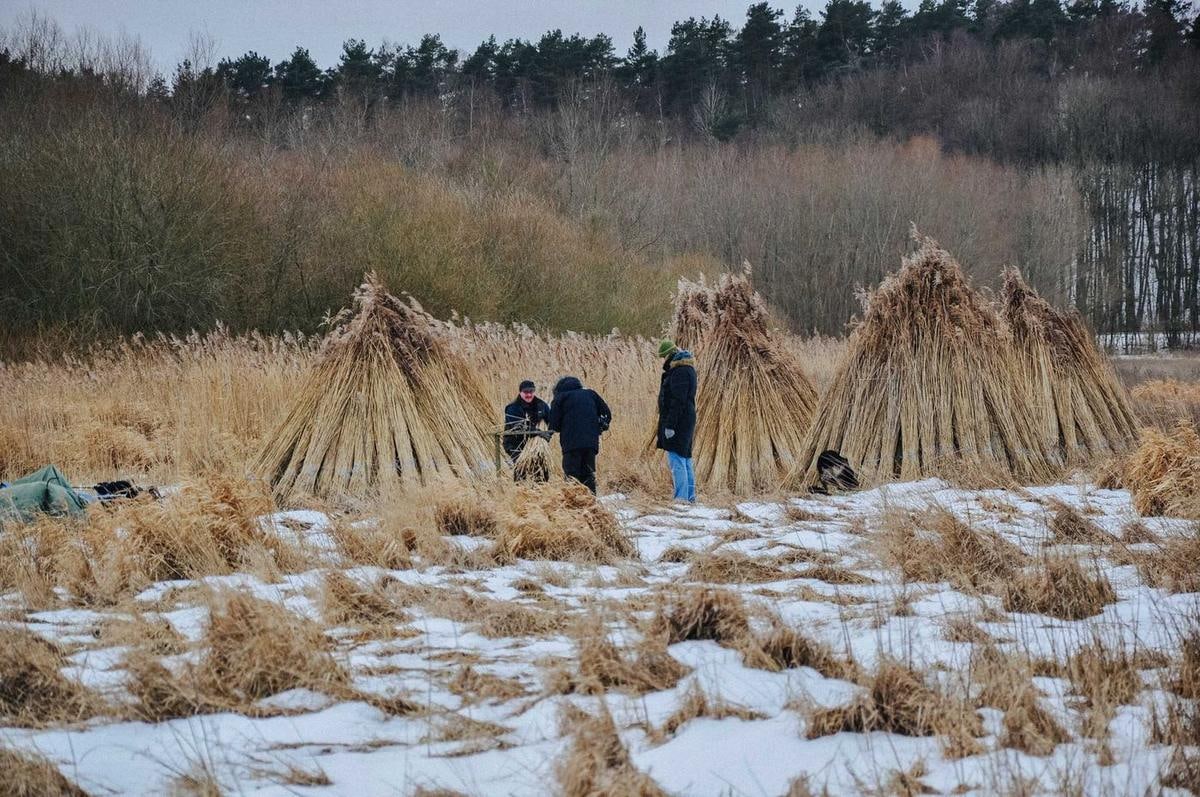 Reeternte im Winter: Die Bunde stehen in Hocken auf dem Feld, Januar 2010.
