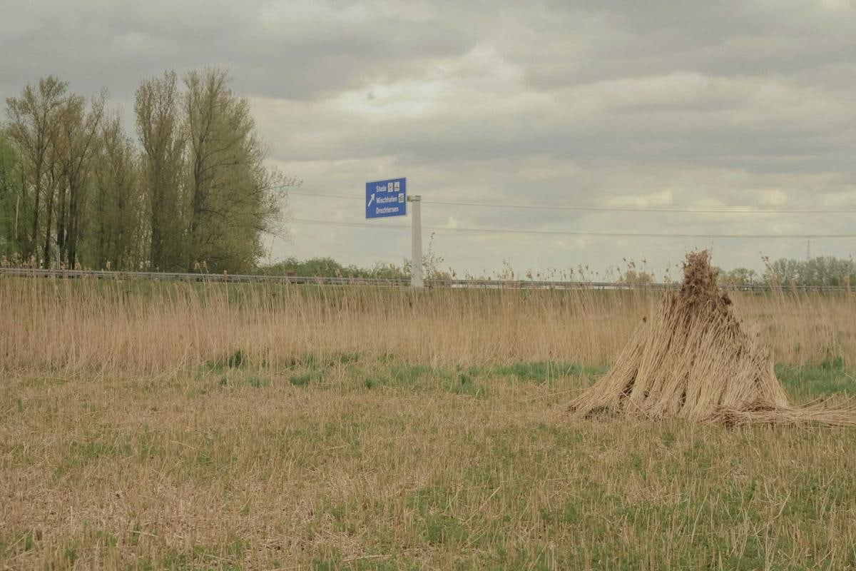 Einzelne Reethocke auf weitem Feld, im Hintergrund Bäume.
