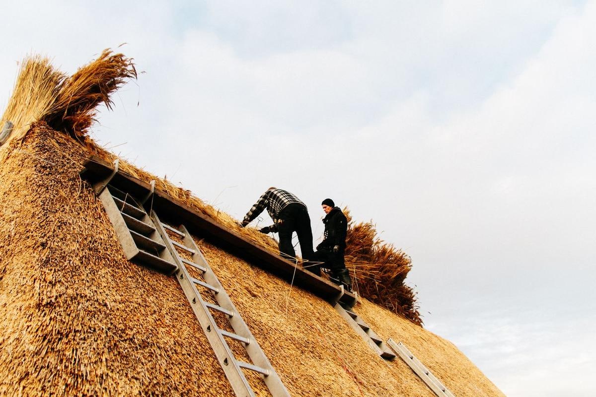Leiter auf neuem Reet, oben zwei Handwerker vor weißem Himmel.